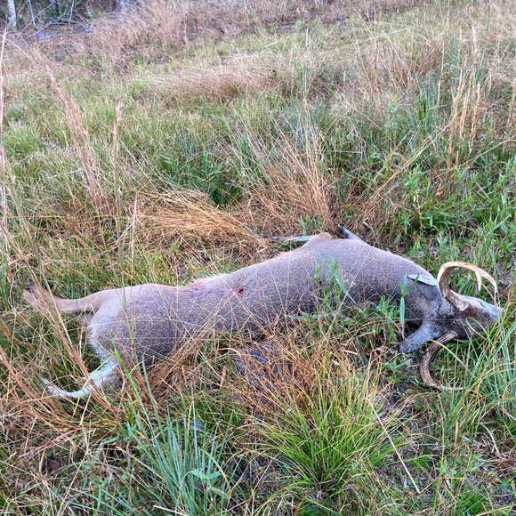 Meet your Posher, Madeline - Picture 1 of 1